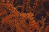 Free Ảnh lưu trữ miễn phí về lá rơi, orange_background, Rơi màu Stock Photo