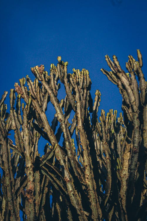 Free stock photo of blue sky, cactus plants