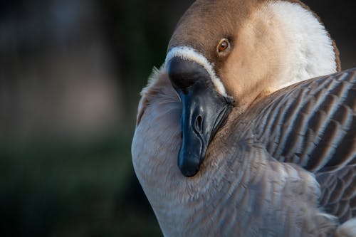 Kostnadsfri bild av anka, djurfotografi, fågel