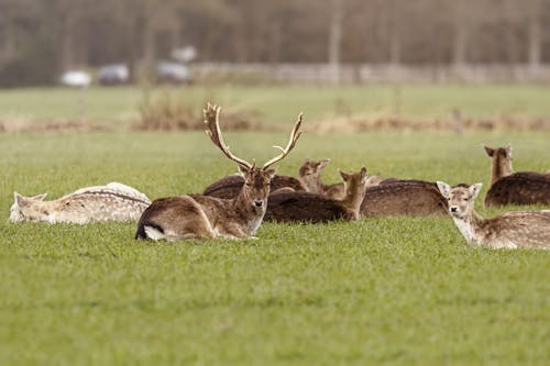 Deer and Buck Resting on Ground