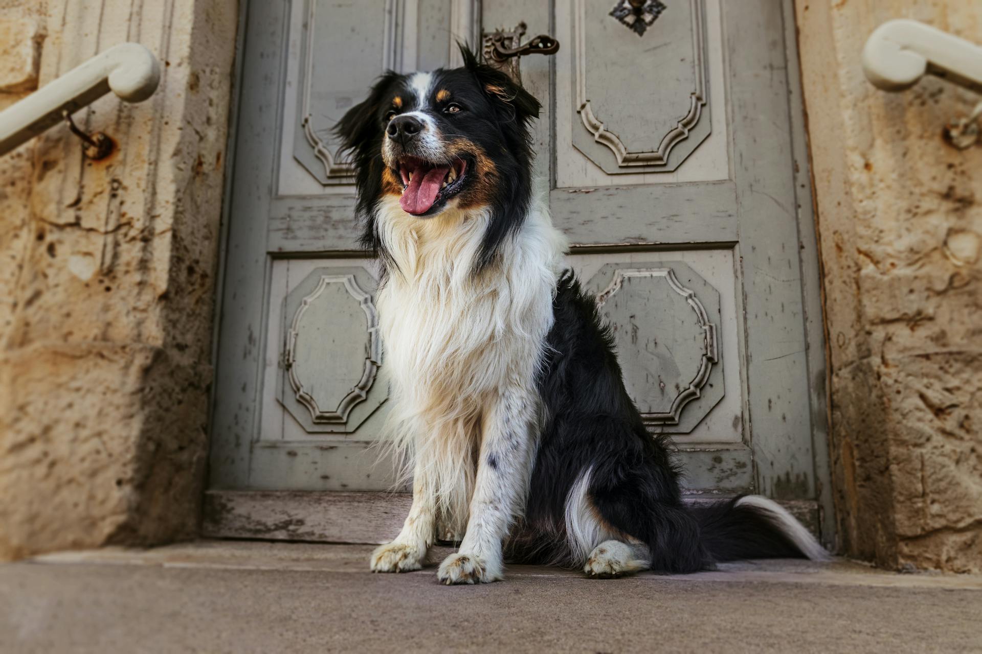 Dog Sitting near Door