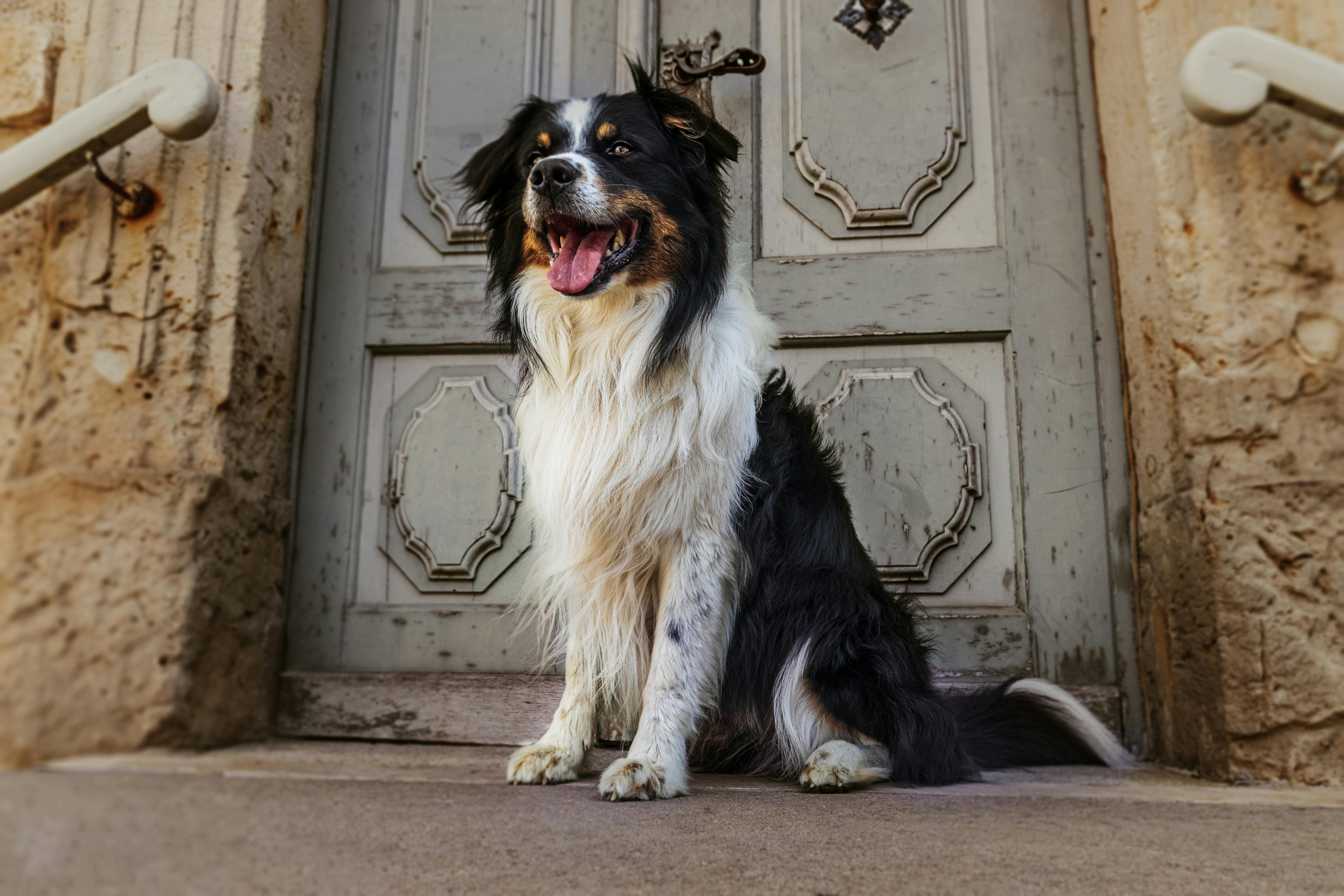 Dog Sitting near Door · Free Stock Photo