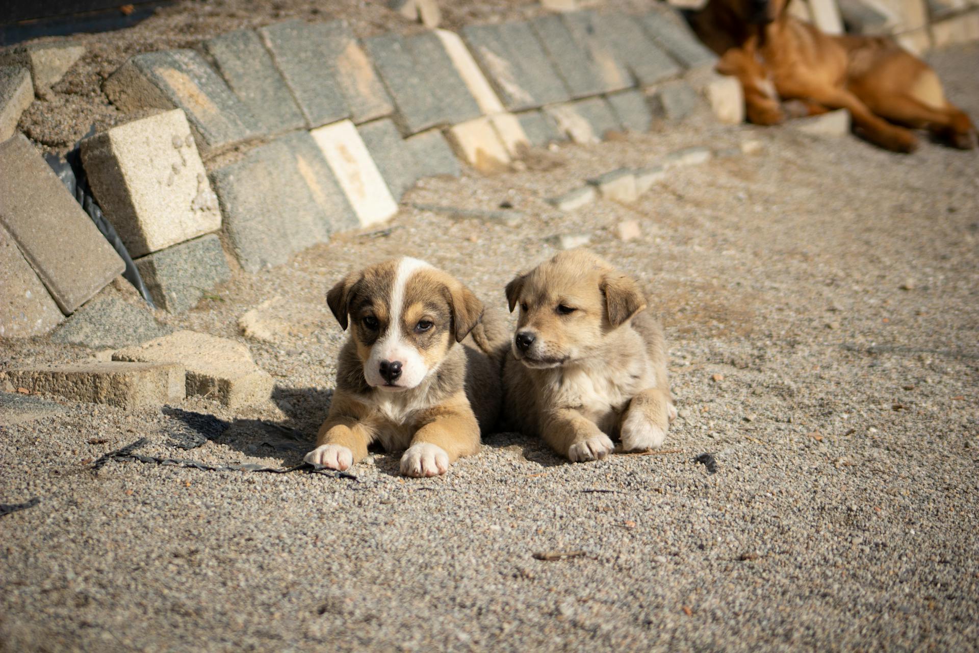 Two Cute Puppies Sitting on the Street