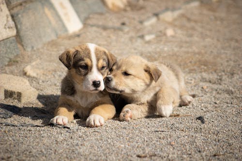 Fotos de stock gratuitas de animales, cachorros, mascotas