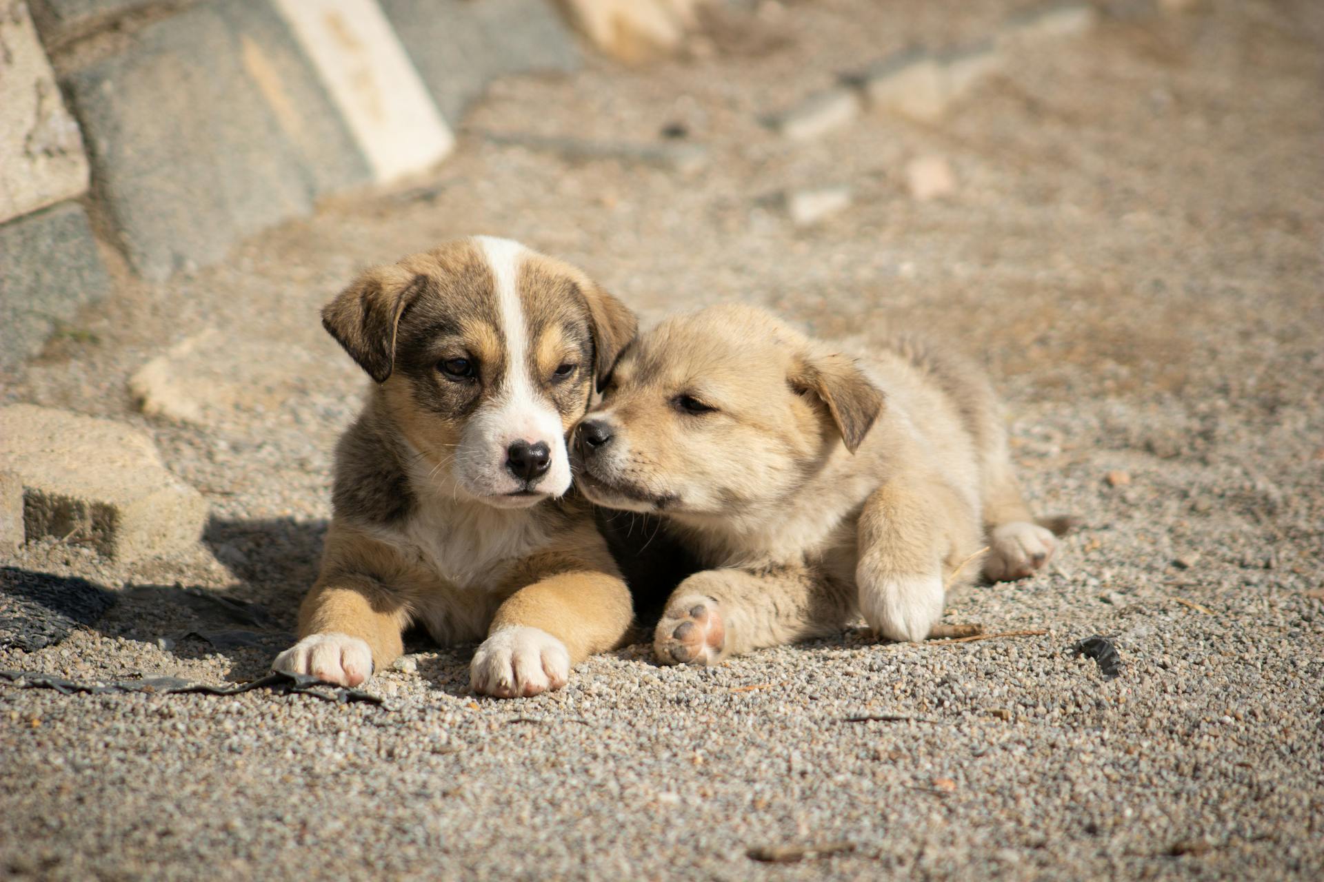 Deux chiots mignons