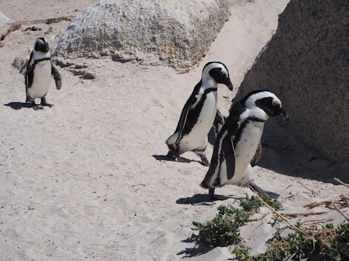 afrika penguenleri, doğa, güneşli içeren Ücretsiz stok fotoğraf