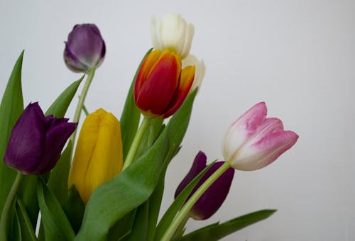 Close up of Colorful Flowers