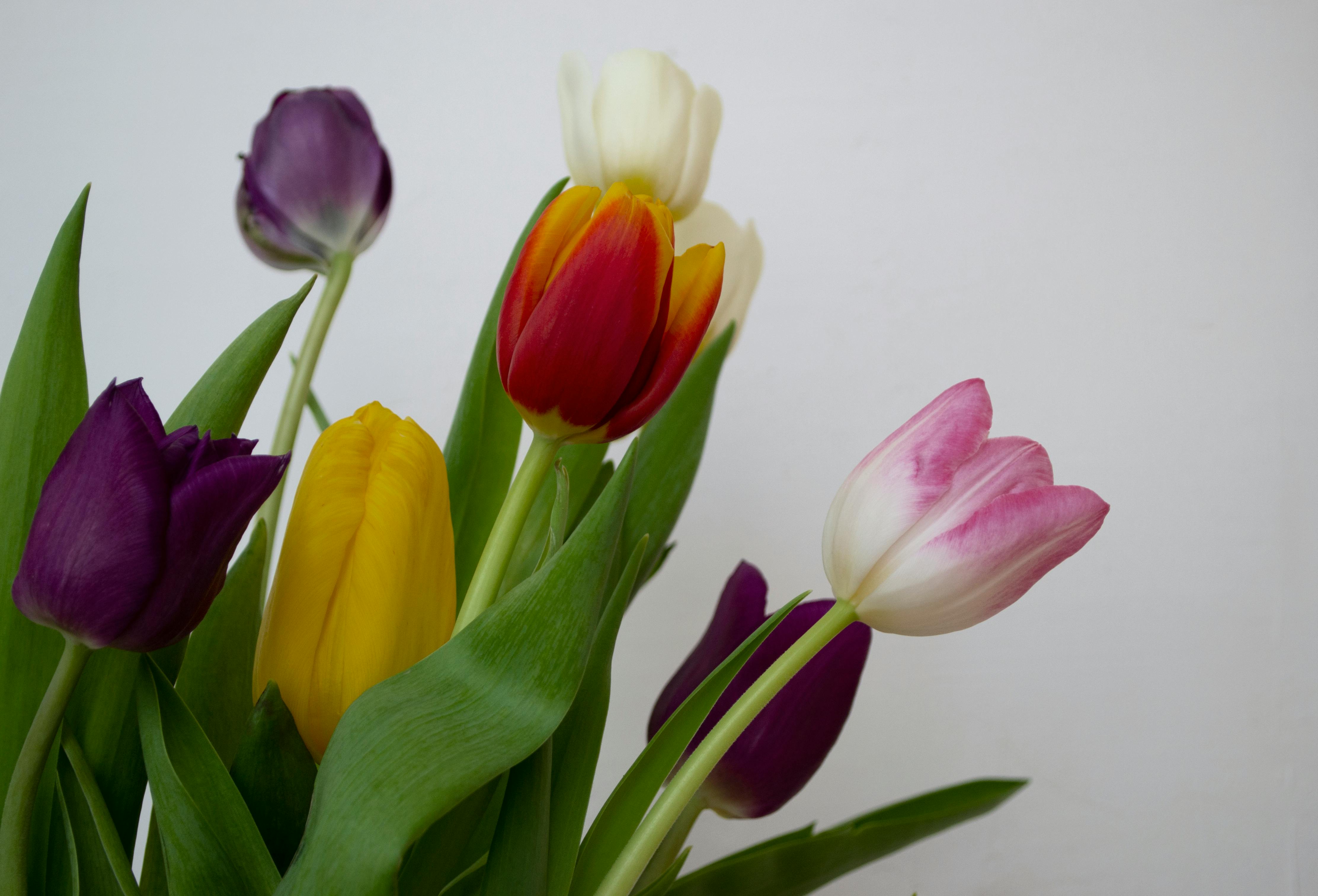 Purple Petaled Flower on White Surface · Free Stock Photo