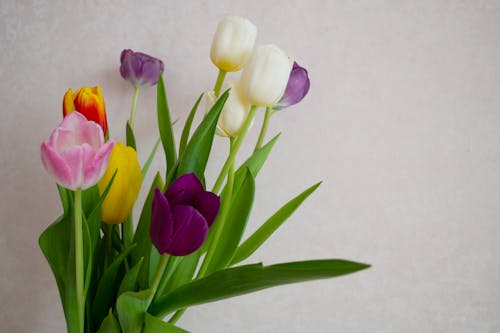 Decorative Colorful Tulips