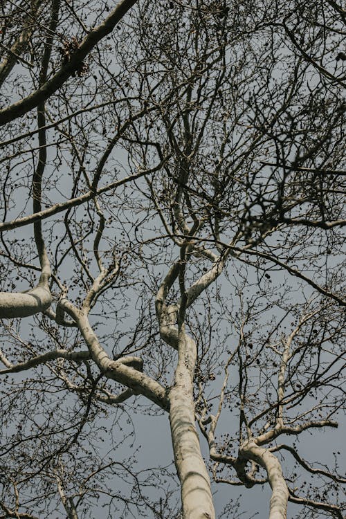ローアングルショット, 垂直ショット, 枝の無料の写真素材