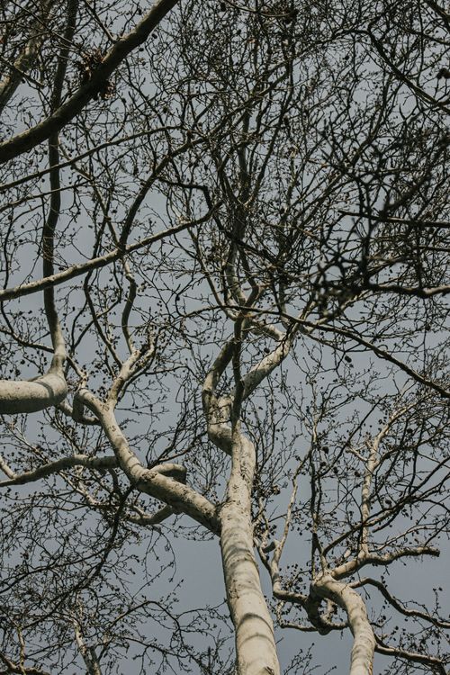 Free Artistic view of bare tree branches silhouetted against a grey sky, showcasing winter's stark beauty. Stock Photo
