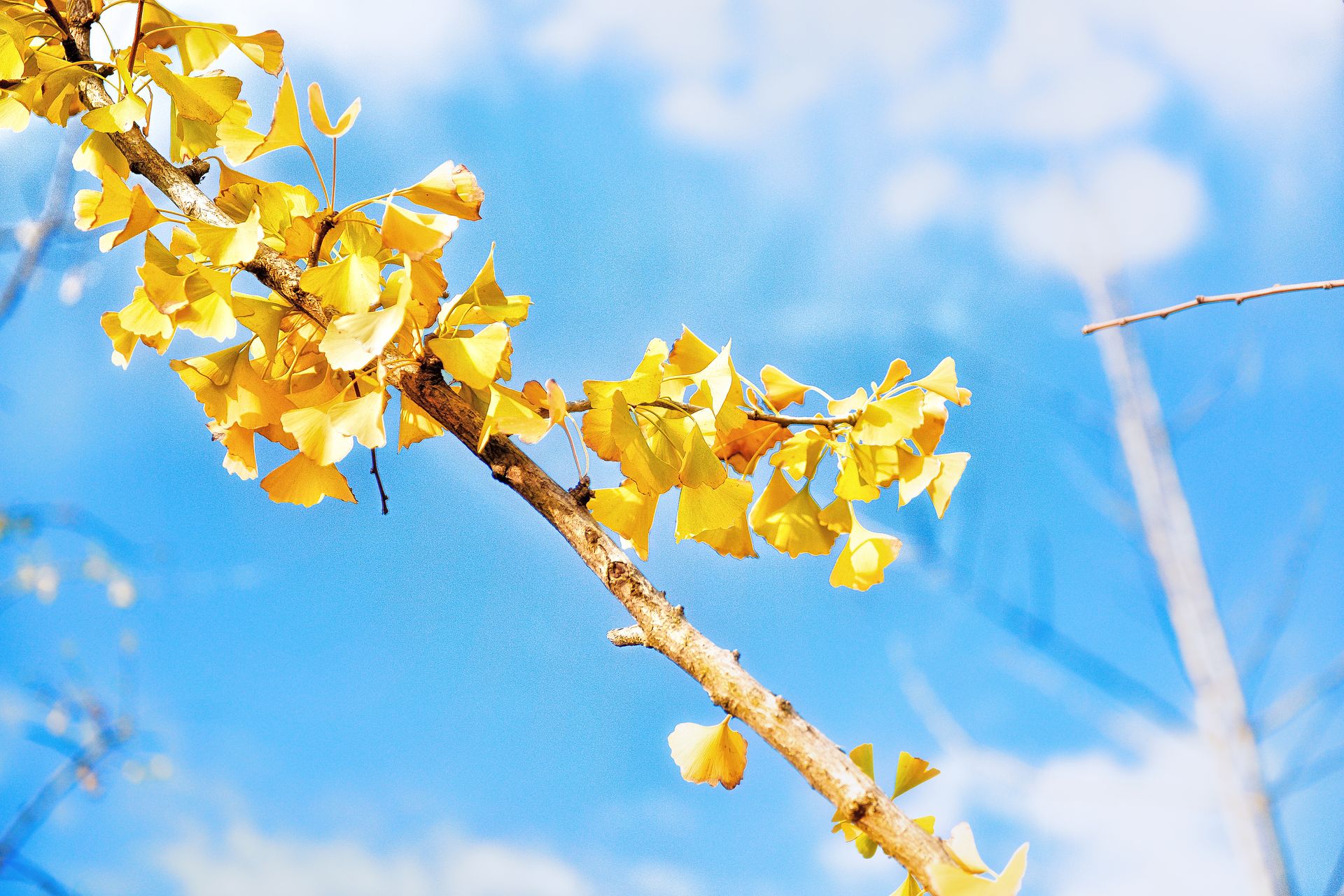 Bright yellow ginkgo leaves on a branch against a clear blue sky, capturing autumn in Shanghai, China.