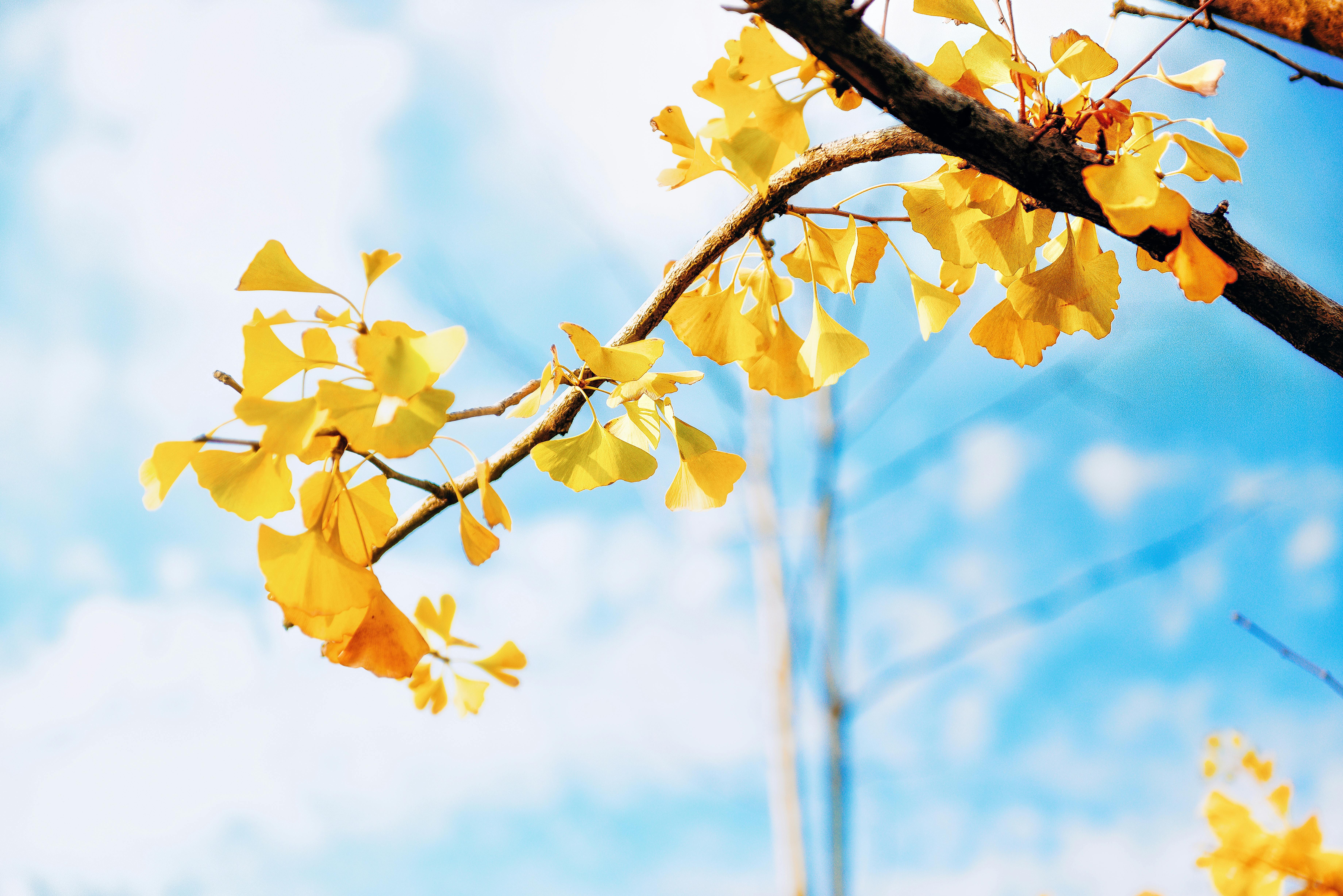 yellow flowers