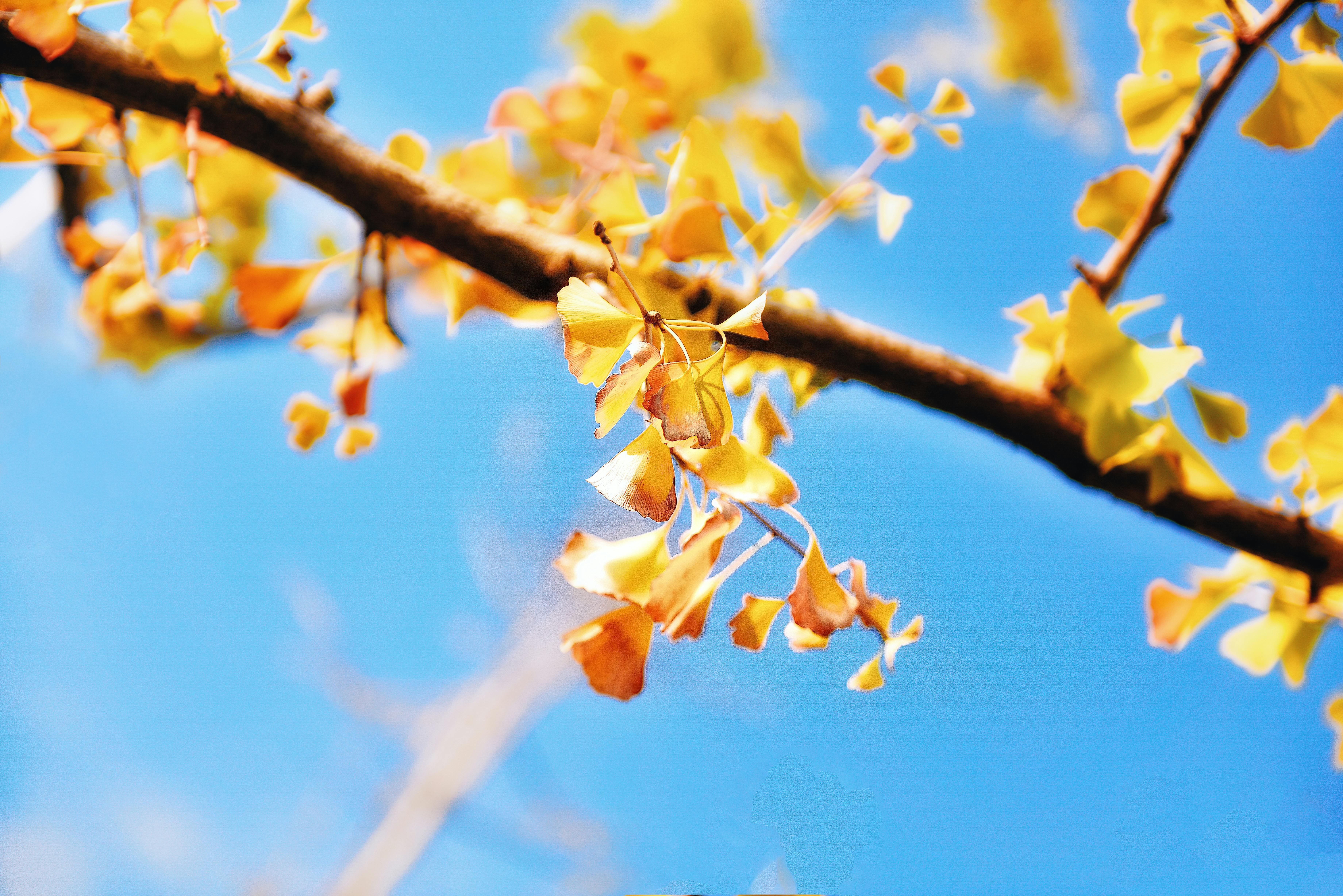 Kostenloses Foto zum Thema ginkgo