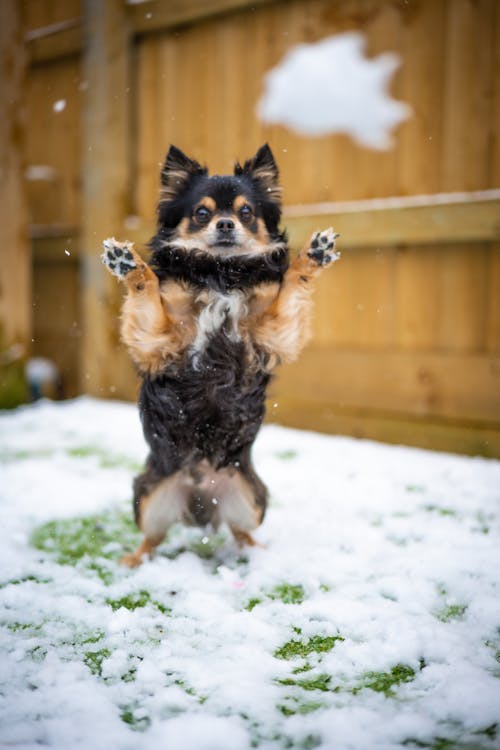 감기, 강아지, 겨울의 무료 스톡 사진