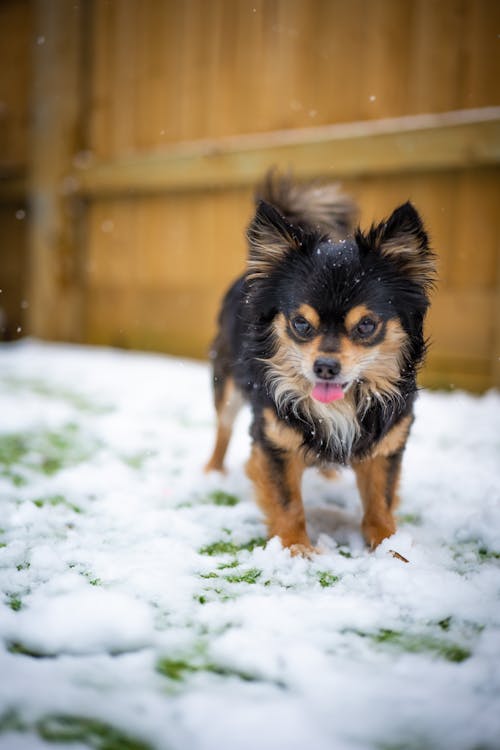 Cute Dog Walking in Snow