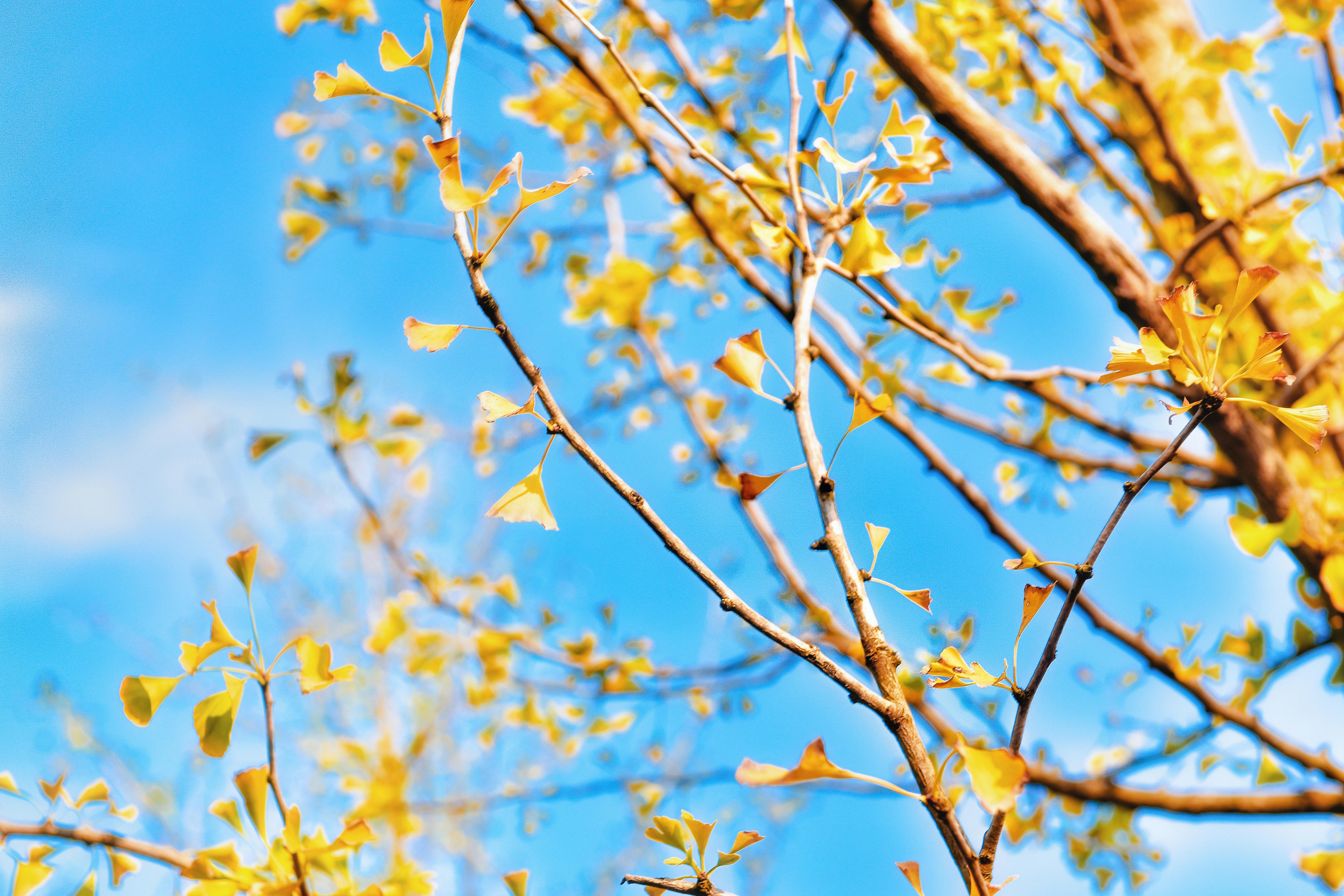 Kostenloses Foto zum Thema ginkgo