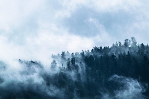 Деревья с туманом