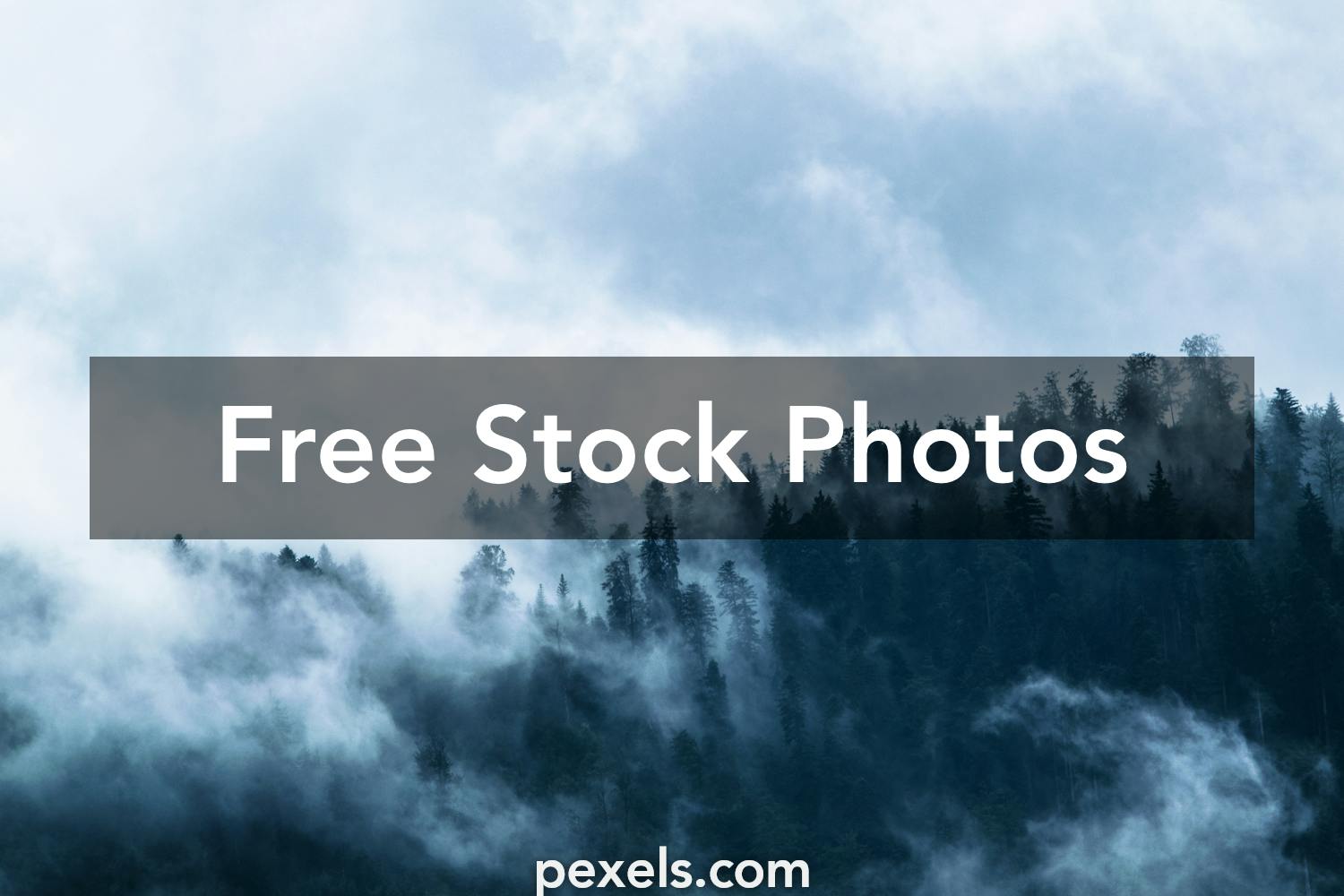 Misty Forest Photos, Download The BEST Free Misty Forest Stock Photos ...