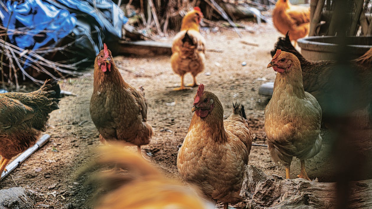 Group of Hens · Free Stock Photo