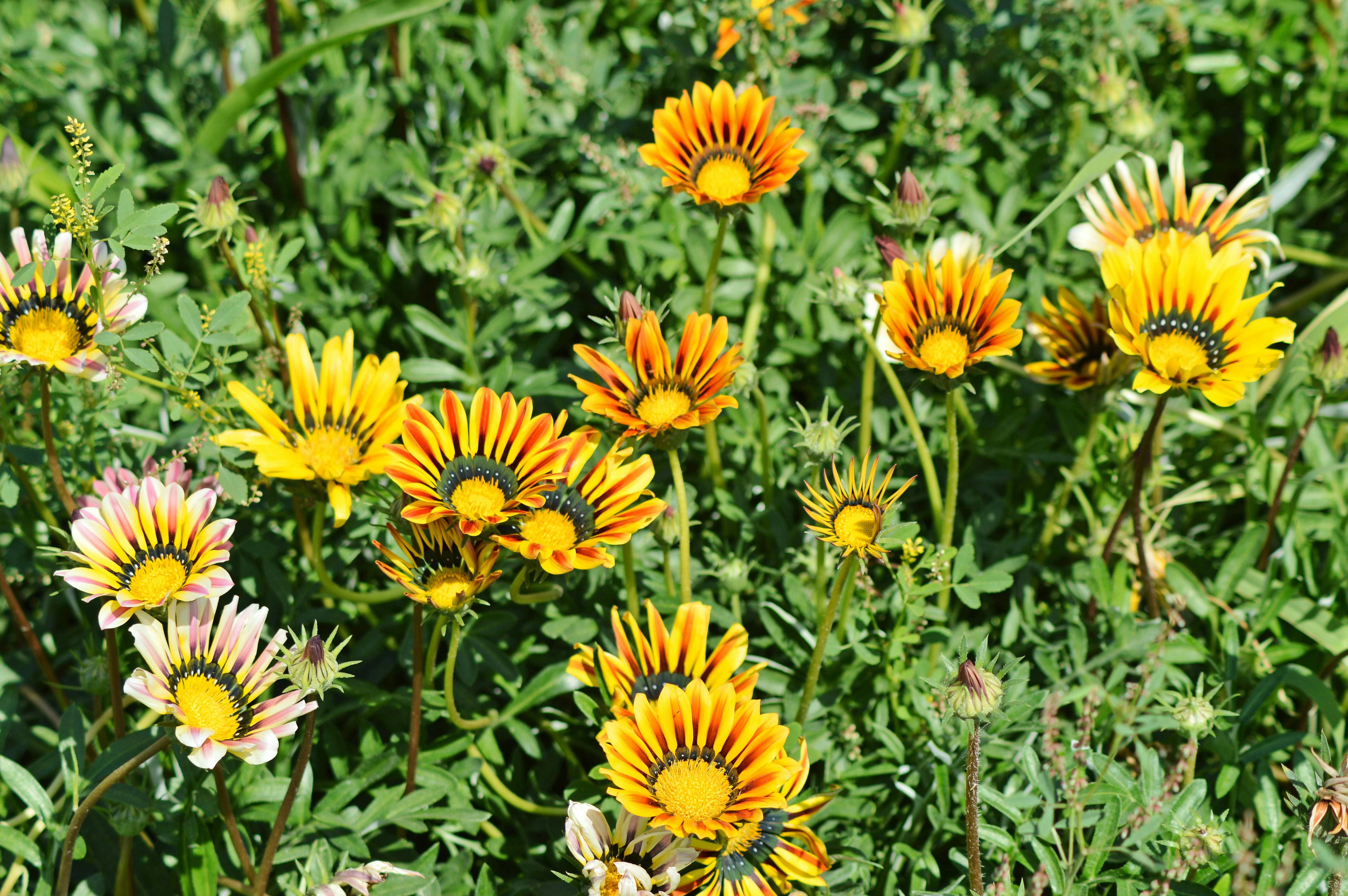 Gazania
