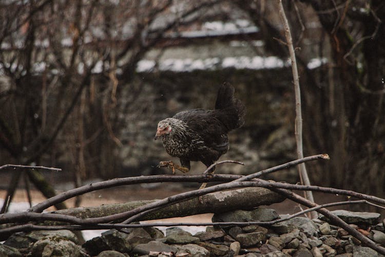 Bird Foraging In Winter