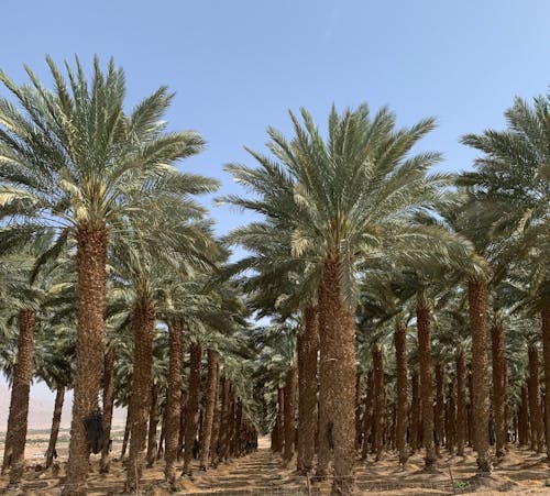 Free stock photo of clear blue sky, date palm, desert