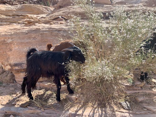 Black Goat near Bush