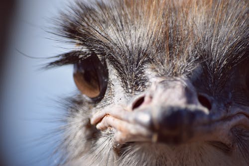 Photo of Ostrich Head