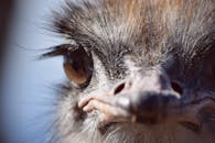 南非鸵鸟奥特肖恩脸部的特写镜头，清晰地展现了其独特特征