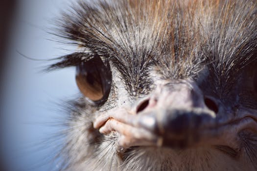 南非鸵鸟奥特肖恩脸部的特写镜头，清晰地展现了其独特特征