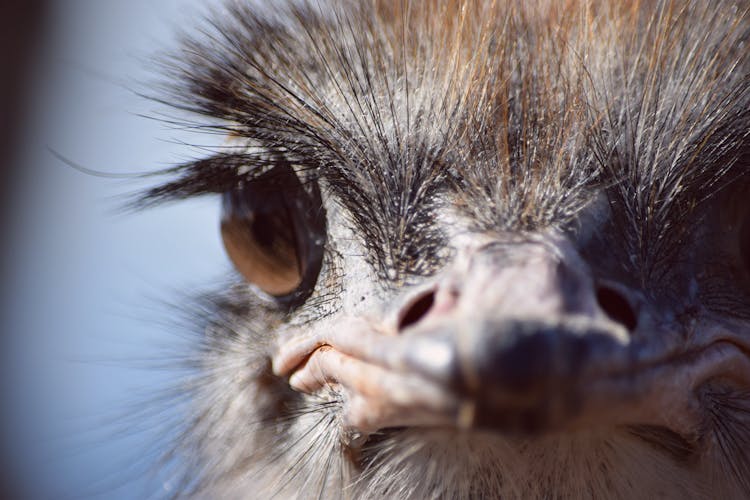 Photo Of Ostrich Head