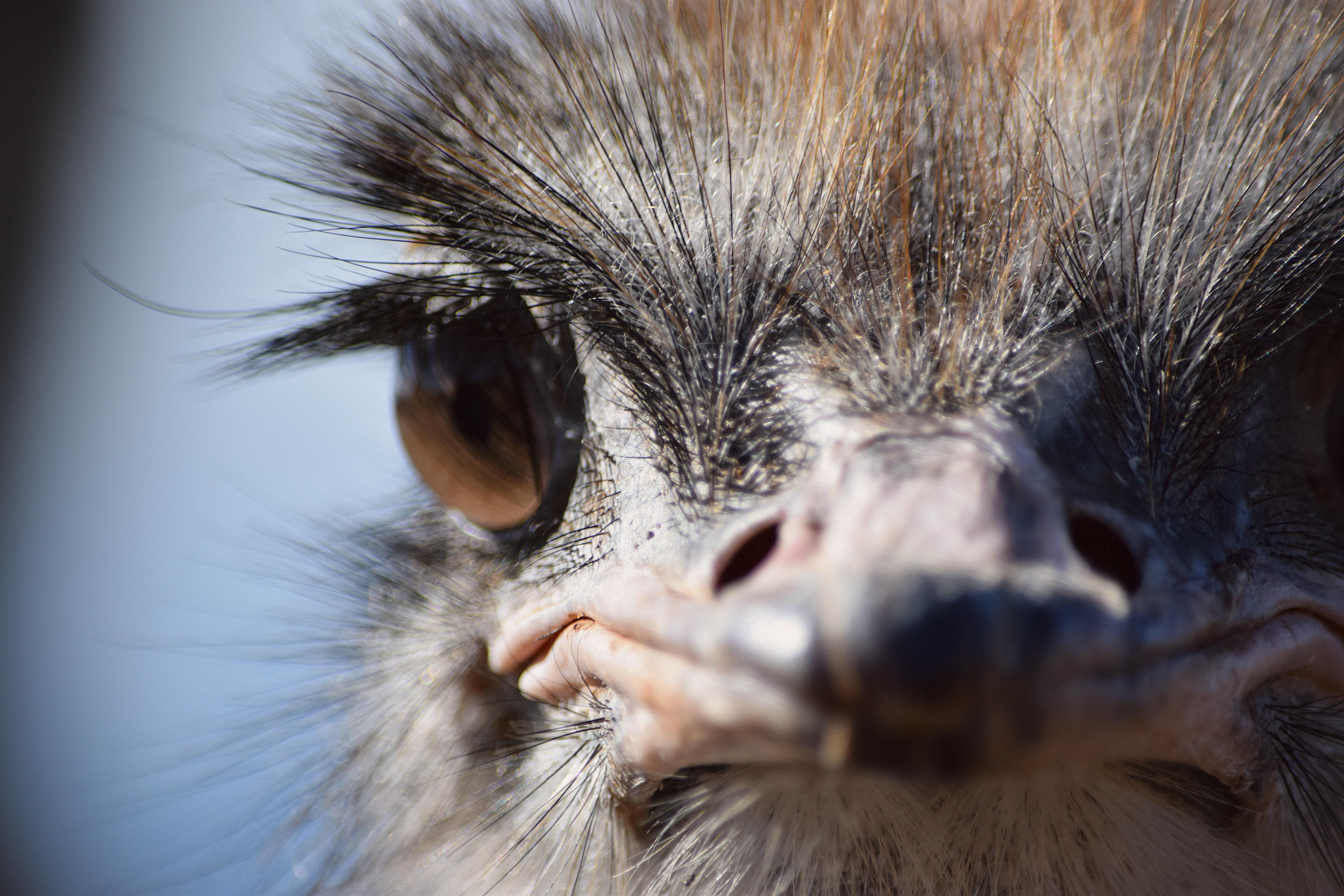 Photo Of Ostrich Head Free Stock Photo