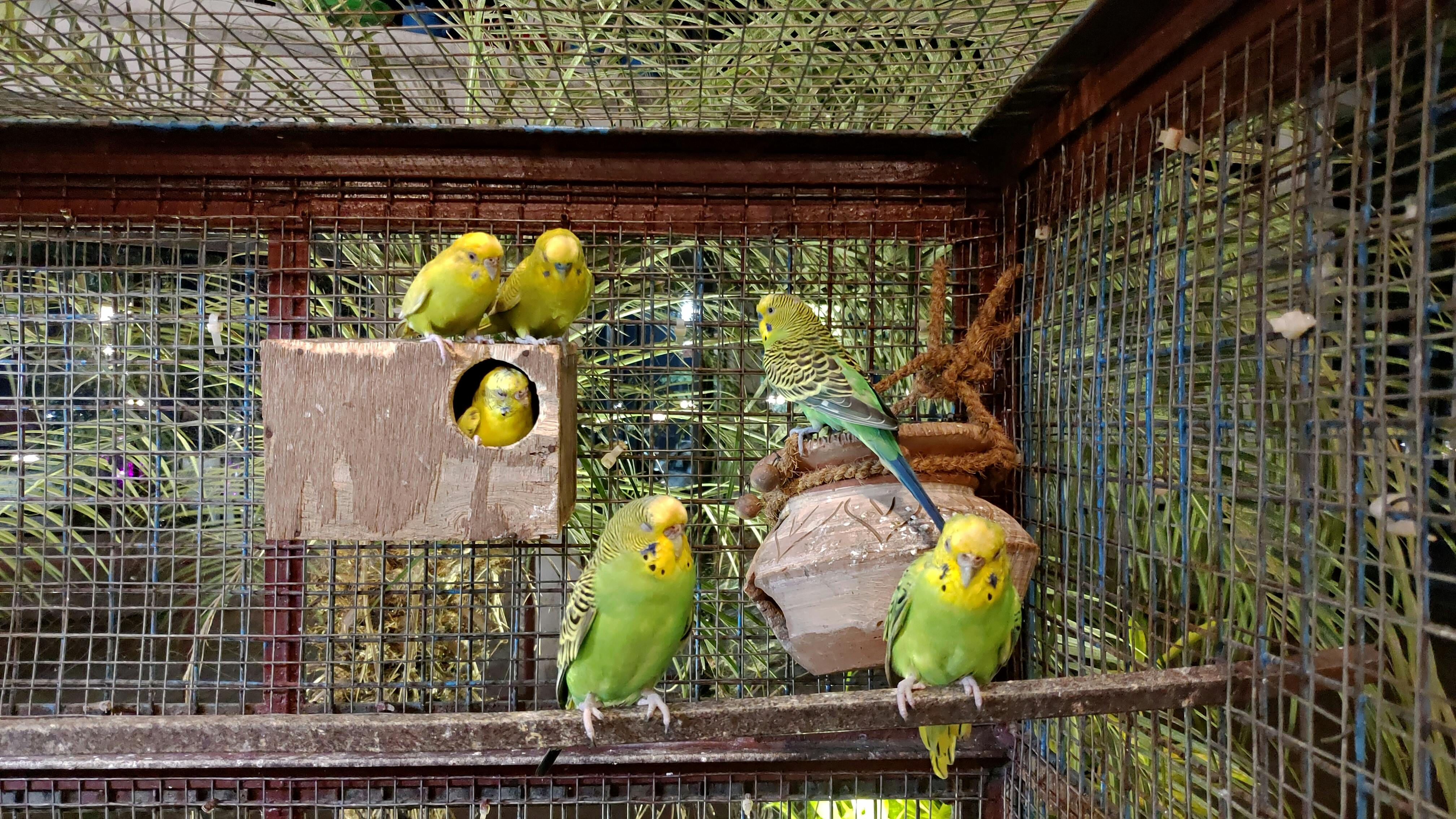 Free stock photo of love birds