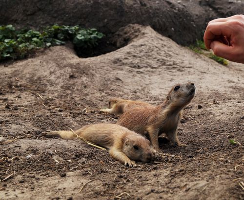 Free Close-up of prairie dogs in outdoor habitat, interacting with a human hand. Stock Photo
