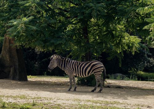 Free A zebra stands peacefully under lush trees at Rotterdam Zoo, South Holland. Stock Photo
