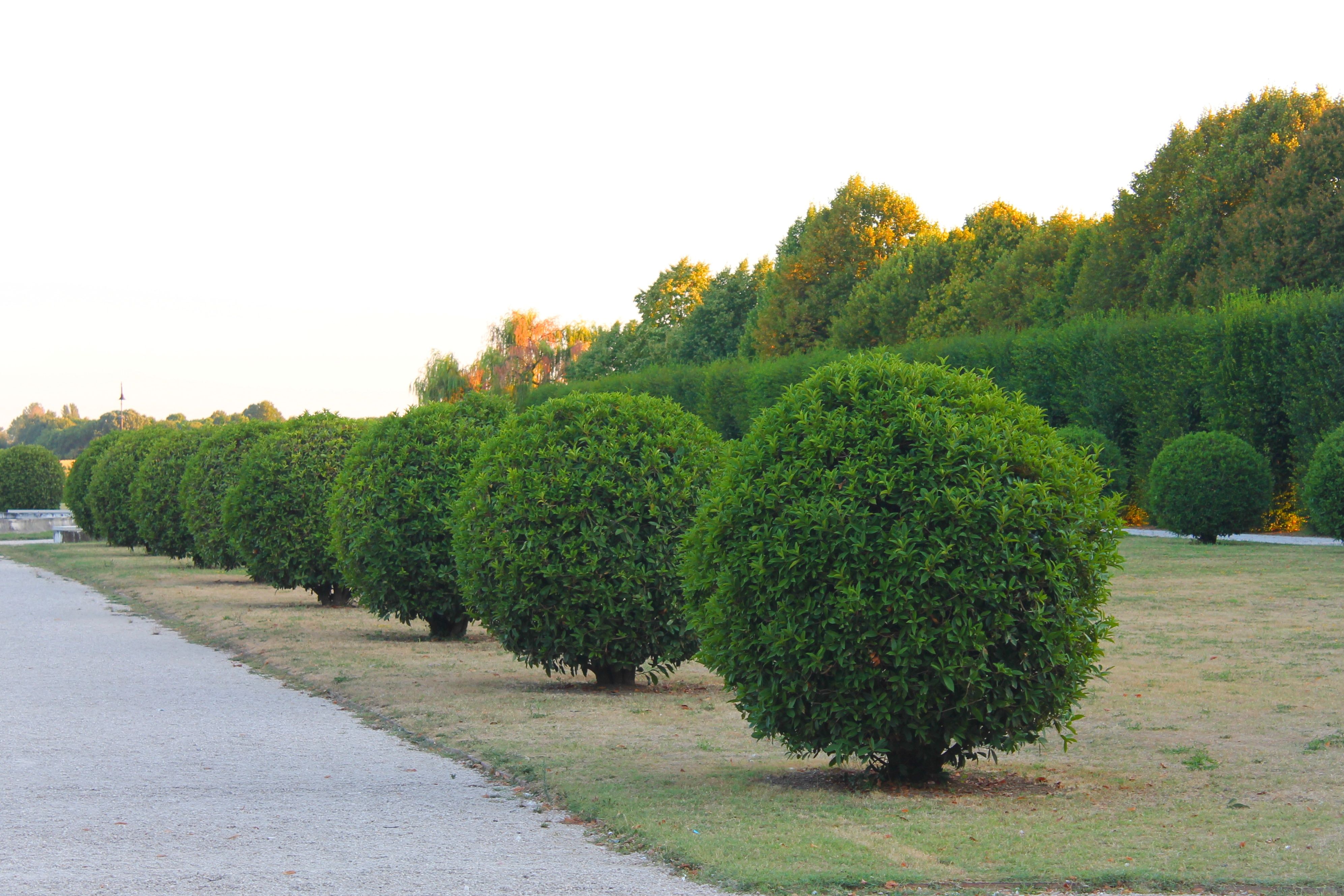 Formschnitt einer Hecke