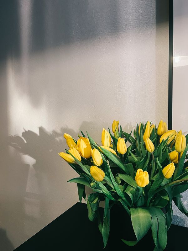 ramo de 20 tulipanes amarillos