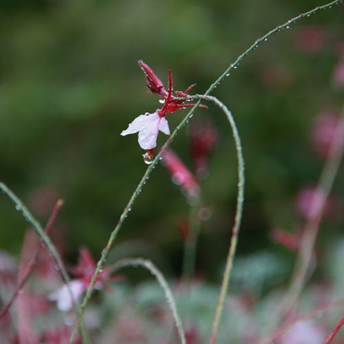 在雨中的花, 滴 的 免费素材图片