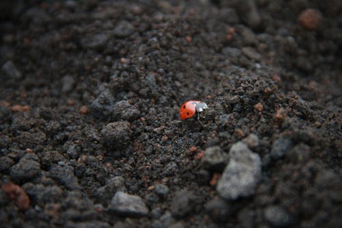 Ladybird on Etna 