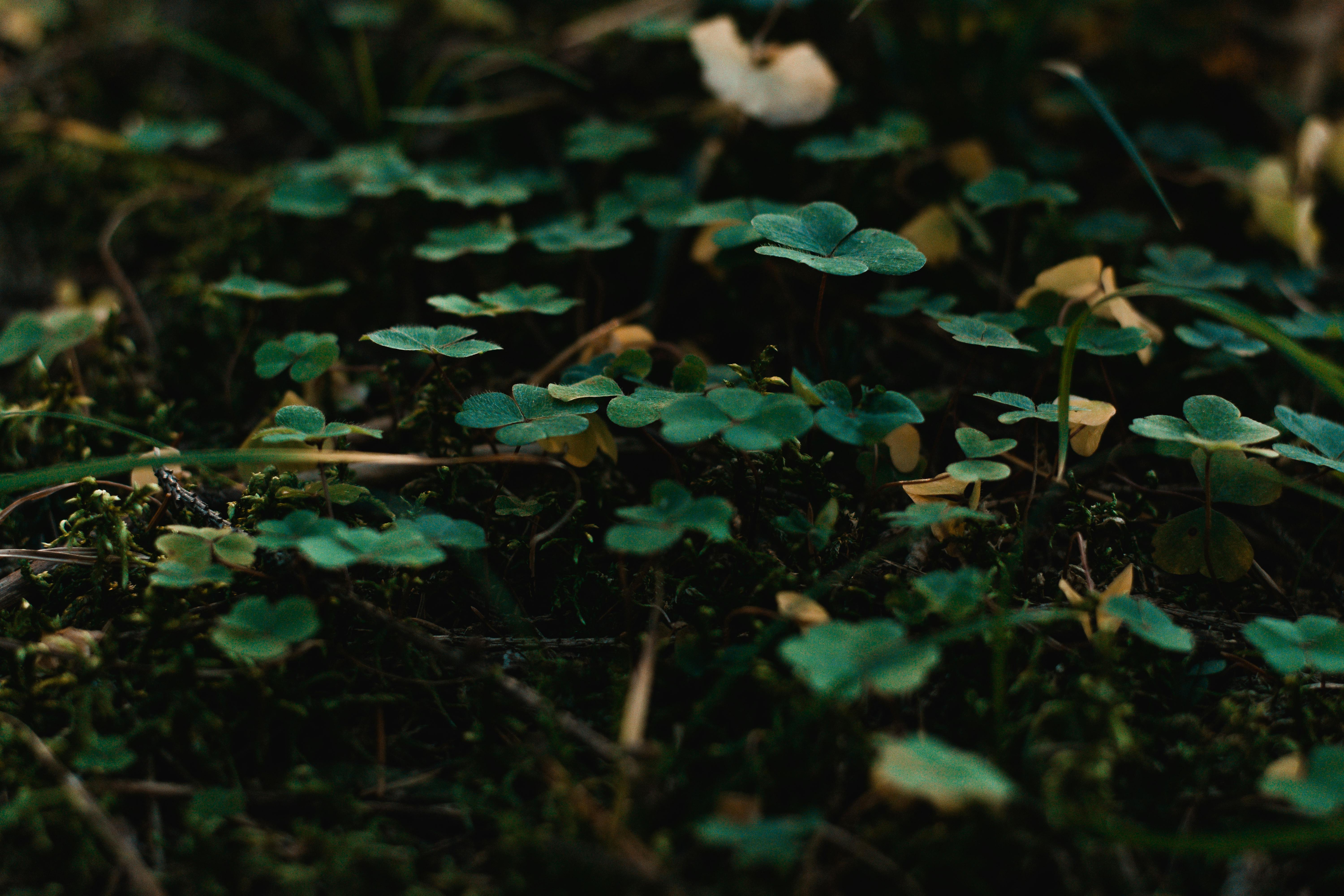 特写镜头中，郁郁葱葱的绿色三叶草在树叶间生长，展现了自然之美