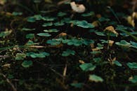 特写镜头中，郁郁葱葱的绿色三叶草在树叶间生长，展现了自然之美