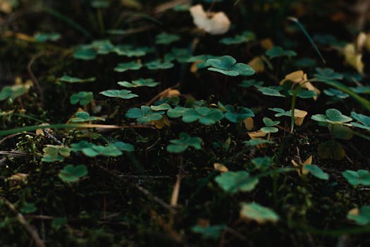 特写镜头中，郁郁葱葱的绿色三叶草在树叶间生长，展现了自然之美