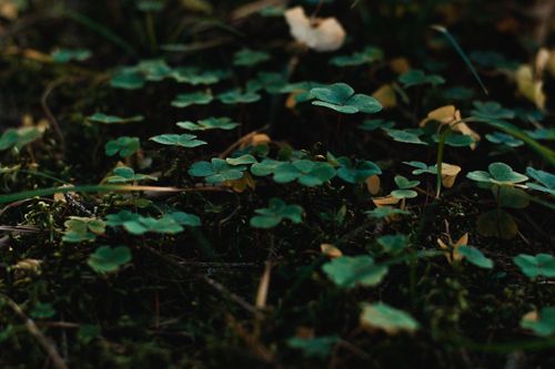 Free Close-up of lush green clovers growing amidst foliage, showcasing natural beauty. Stock Photo