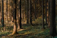 这片宁静的森林景色展现了高大的树木和秋日色调，是自然爱好者的理想之地