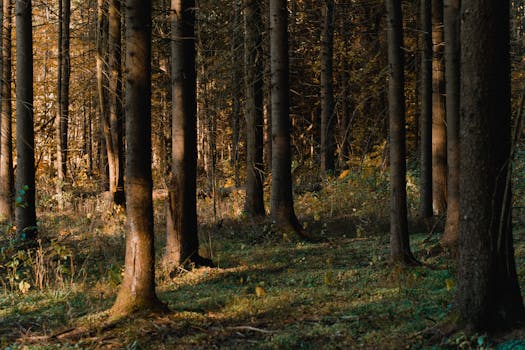 这片宁静的森林里，高大的树木和秋日色调交相辉映，非常适合自然爱好者