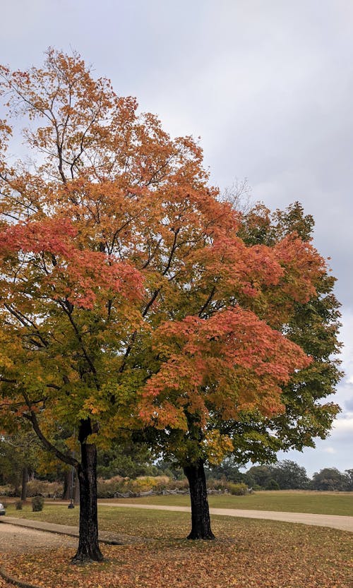 Trees in Park in Autumn