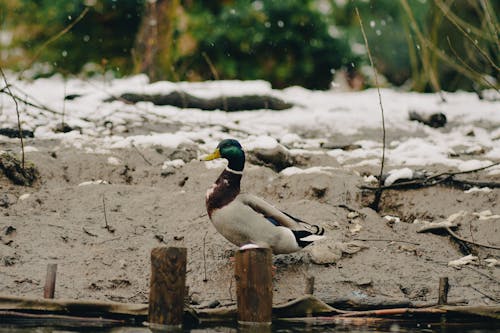 Imagine de stoc gratuită din birdwatching, iarnă, ornitologie