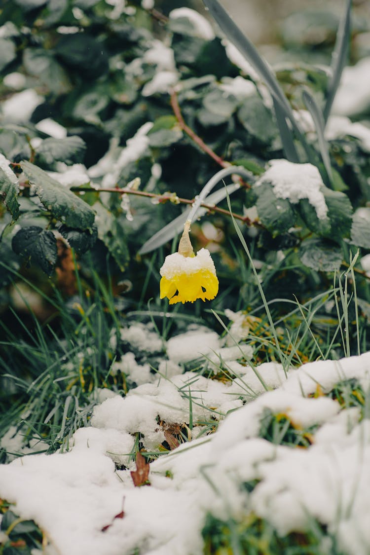 Flower Growing In Grass In Snow