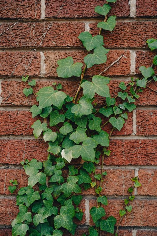 Close up Of Ivy Plant Growing On Brick Wall Free Stock Photo close-up-of-ivy-plant-growing-on-brick-wall-free-stock-photo